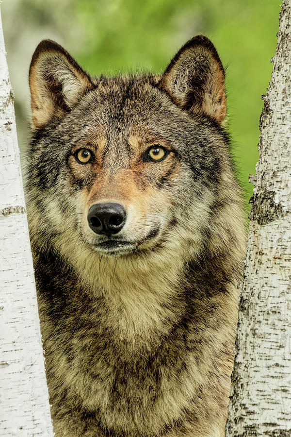 Adam Jones Photograph - Adult Gray Wolf Peering Around Birch by Adam Jones Adam Jones Photograph - Adult Gray Wolf Peering Around Birch by Adam Jones