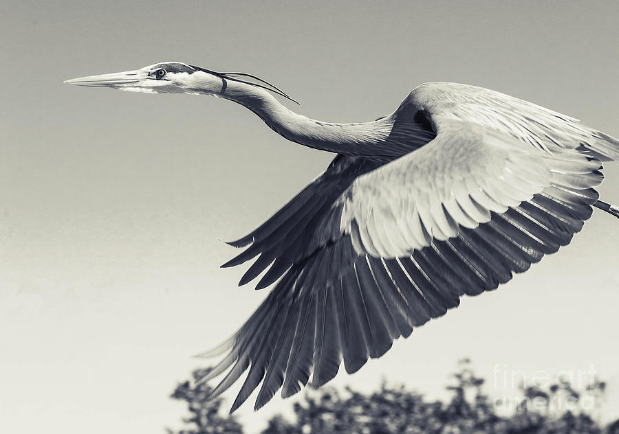 Adult Great Blue Heron close up Flight Photograph by Stefano Senise