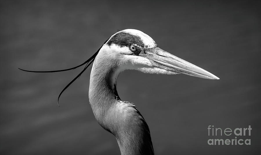 Adult Great Blue Heron Close Up Portrait high-res BW Photograph by Stefano Senise