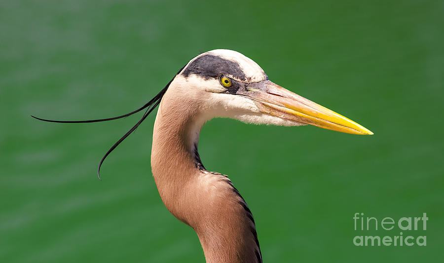 Adult Great Blue Heron Close Up Portrait high-res Photograph by Stefano Senise