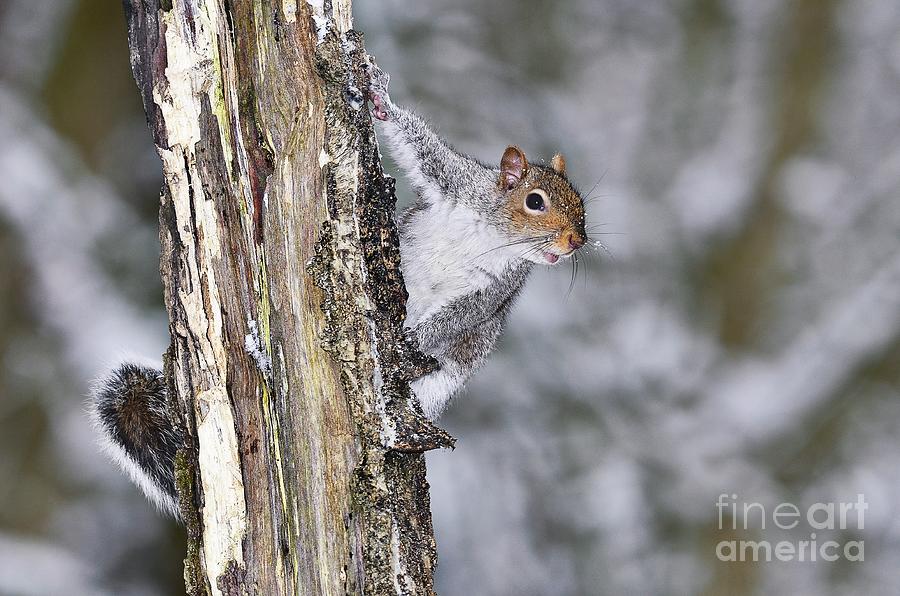 Wildlife Photograph - Adult Grey Squirrel by Colin Varndell/science Photo Library