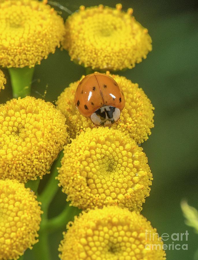 Adult Harlequin Ladybird Photograph by Bob Gibbons/science Photo Library
