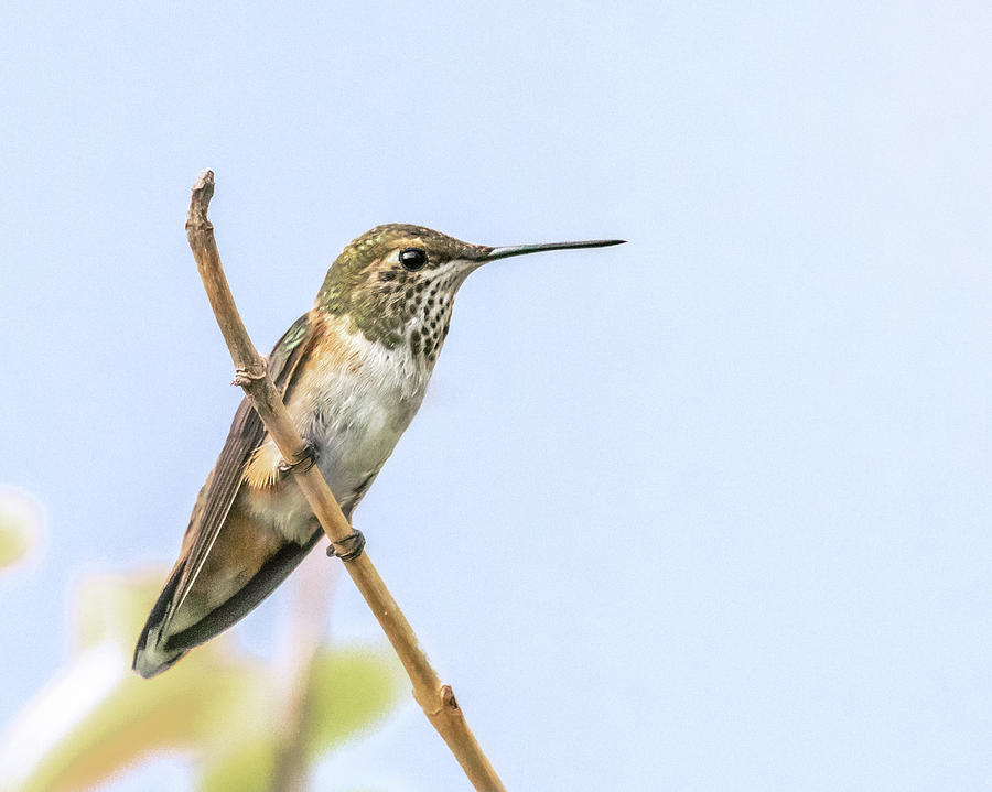 Adult Hummingbird Photograph by Jennifer Grossnickle