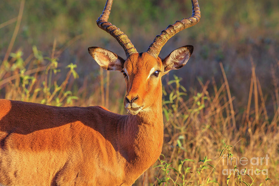 Adult Impala male Photograph by Benny Marty