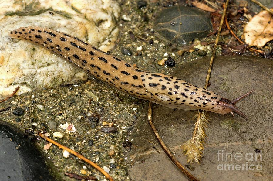 Adult Leopard Slug Photograph by Brian Gadsby/science Photo Library ...