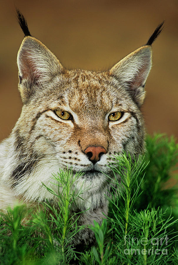 Adult Lynx Felis Lynx Captive Photograph by Dave Welling