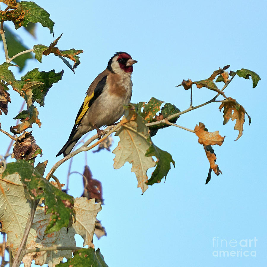 Adult Male European Goldfinch Photograph by Pablo Avanzini