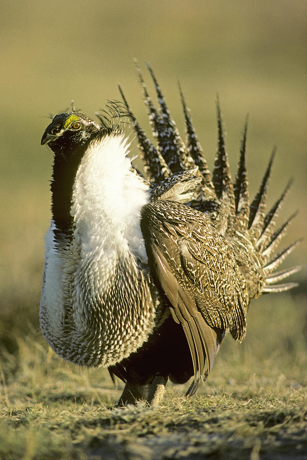 Adult Male Greater Sage-grouse By Wayne Lynch