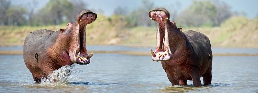 Hippopotamus Photograph - Adult Male Hippos (hippopotamus by Nick Garbutt