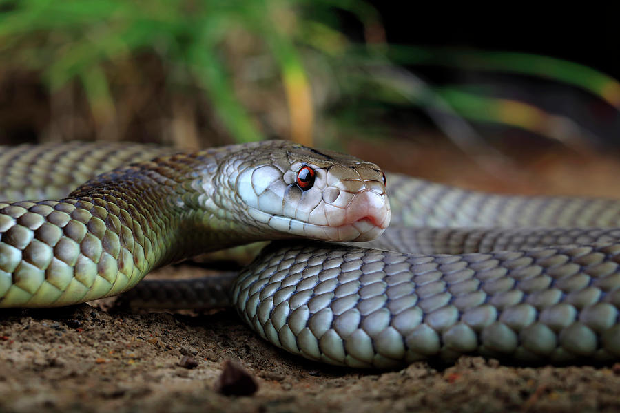 Wildlife Photograph - Adult Male King Brown Snake Winton, Queensland by Robert Valentic / Naturepl.com