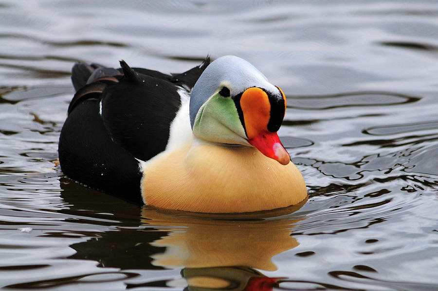 Adult Male King Eider Photograph by Mike Martin