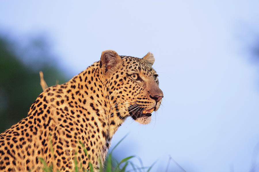 Adult Male Leopard Panthera Pardus Photograph by Tier Images