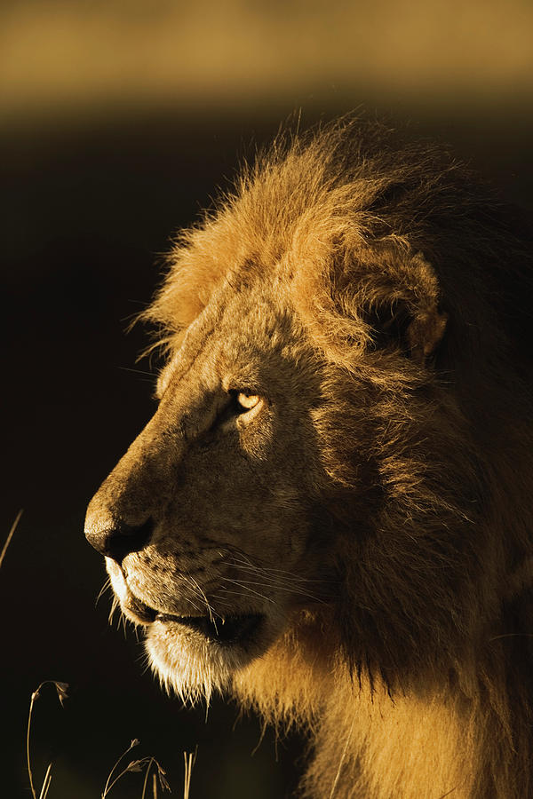 Adult Male Lion Panthera Leo, Profile Photograph by Adam Jones
