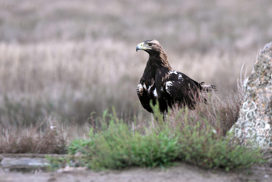 Wildlife Photograph - Adult Male Of Spanish Imperial Eagle, Aquila Adalberti by Cavan Images