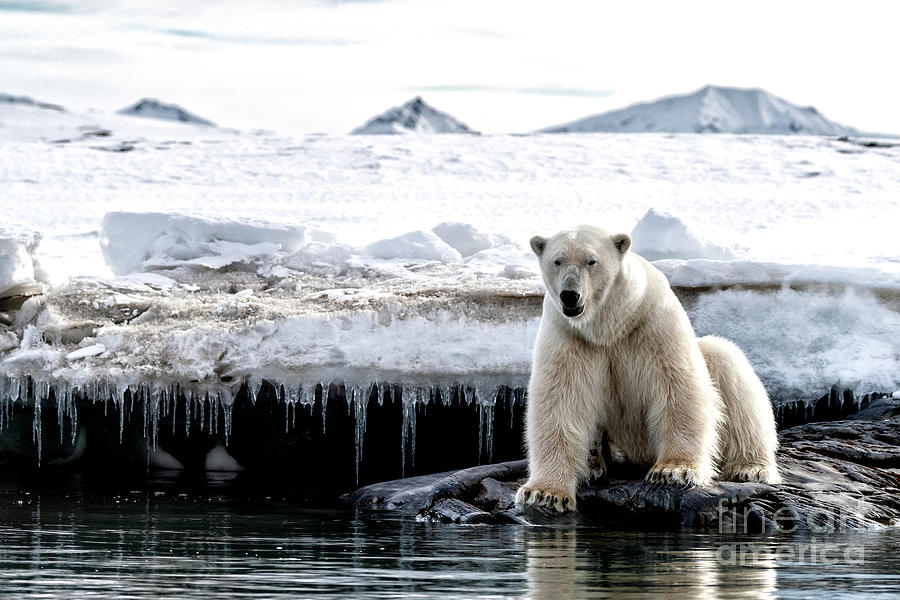 Adult male polar bear at the ice edge in Svalbard Photograph by Jane Rix