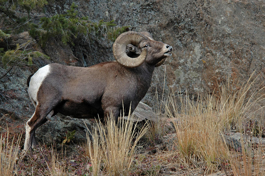Rocky Mountain National Park Photograph - Adult Male Rocky Mountain Bighorn Ram by Jskiba