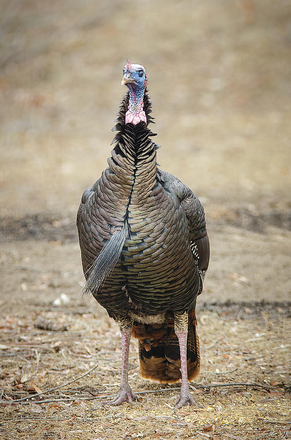 Adult Male Turkey Photograph