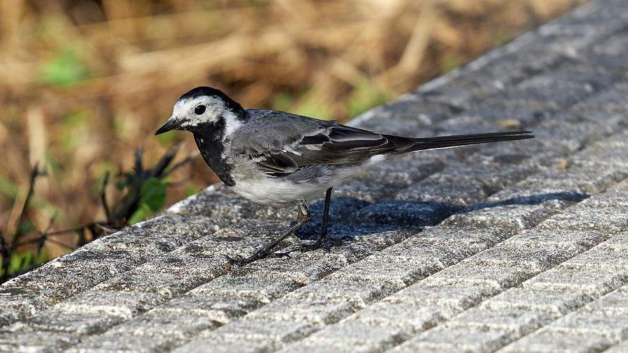 Adult Male White Wagtail Standing Photograph by Pablo Avanzini