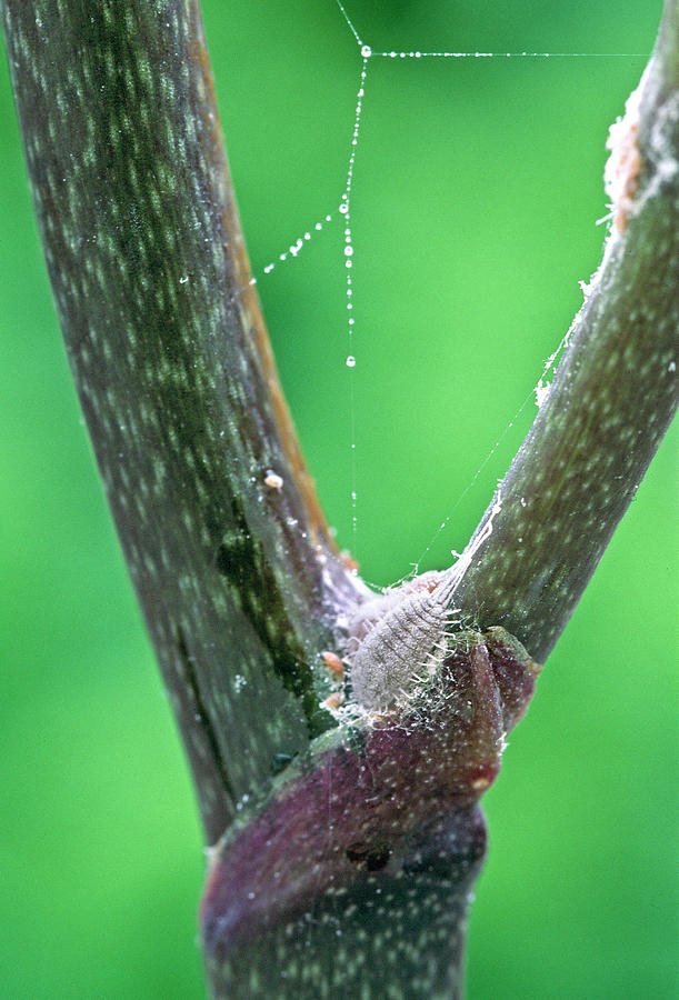 Adult Mealy Bug With Offspring On Orchid Stalk Photograph by Friedrich Strauss