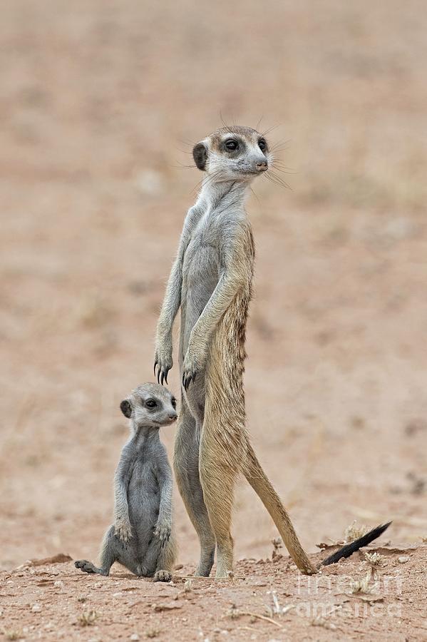 Adult Meerkat With Young Pup At A Burrow Photograph by Tony Camacho/science Photo Library