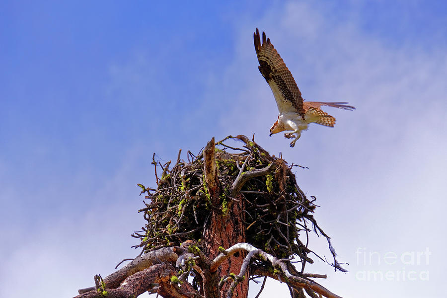 Osprey at nest small fish dead tree Photograph by Robert C Paulson Jr