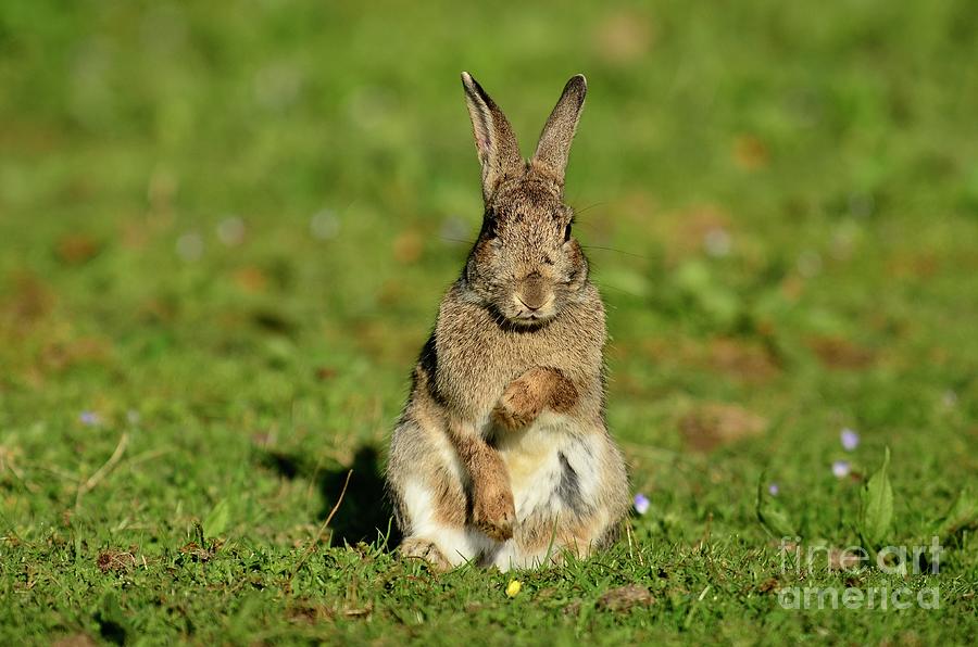 Adult Rabbit Photograph by Colin Varndell/science Photo Library