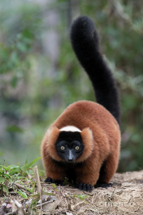 Adult Red-ruffed Lemur Photograph by Tony Camacho/science Photo Library