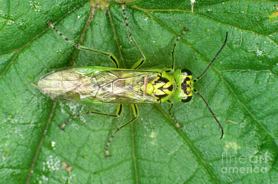 Adult Sawfly Photograph by Dr Keith Wheeler/science Photo Library