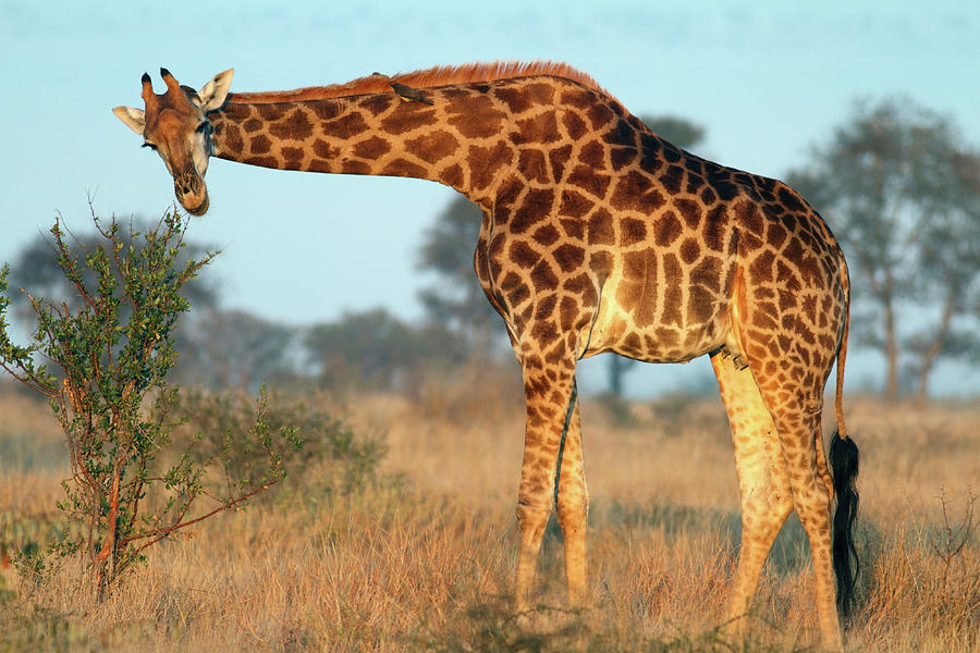 Adult Southern Giraffe Eating From A Photograph by Bucky za
