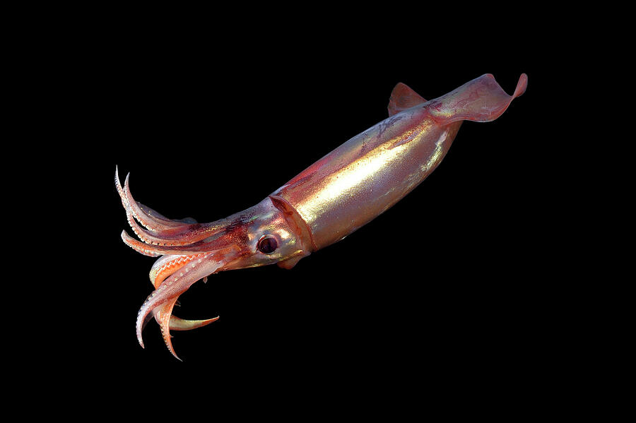 Adult Squid Deep Sea Species From Atlantic Ocean Off Cape Photograph by Solvin Zankl / Naturepl.com Adult Squid Deep Sea Species From Atlantic Ocean Off Cape Photograph by Solvin Zankl / Naturepl.com