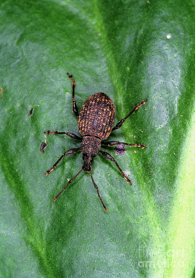 Adult Vine Weevil Photograph by Geoff Kidd/science Photo Library - Fine ...