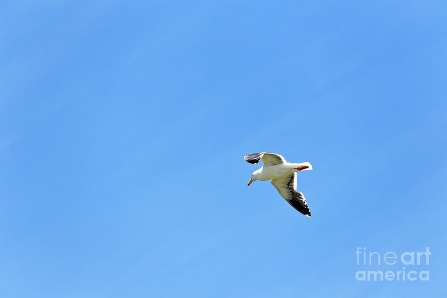 Adult Western gull seagull flying gliding soaring Larus Occident Photograph by Robert C Paulson Jr