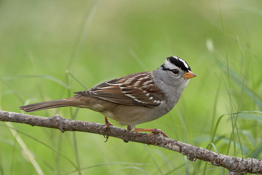 Birds Photograph - adult White-crowned Sparrow by Doug Herr Birds Photograph - adult White-crowned Sparrow by Doug Herr