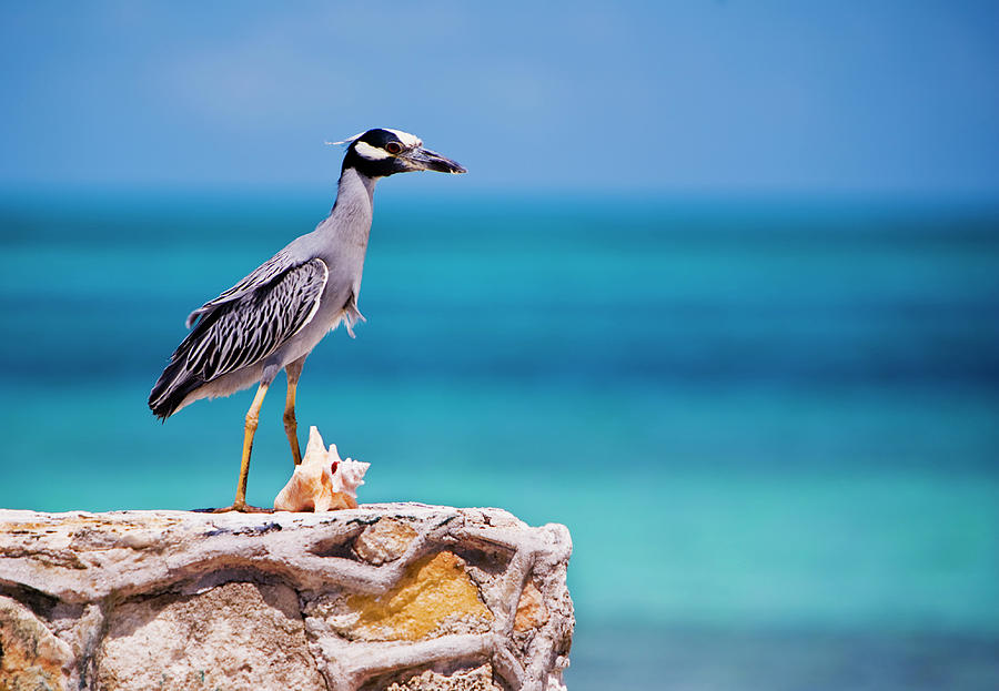 Adult Yellow-crowned Night-heron At Photograph by Michael Lawrence Adult Yellow-crowned Night-heron At Photograph by Michael Lawrence