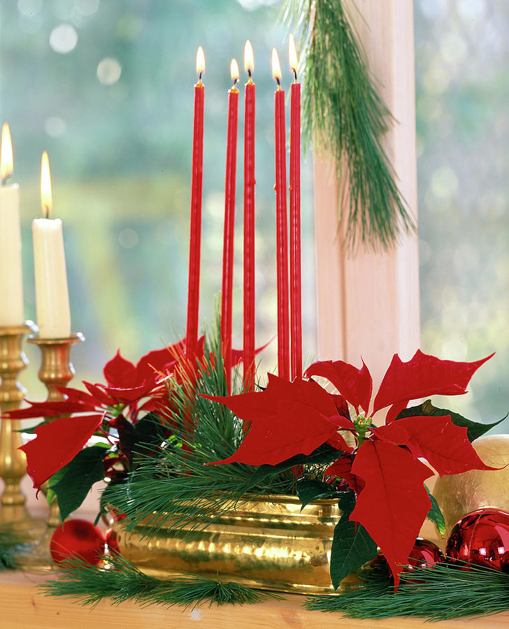Advent Arrangement With Poinsettia And White Pine Photograph by Friedrich Strauss