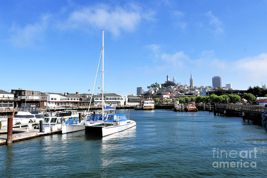 Adventure Cat San Francisco Photograph by Diann Fisher