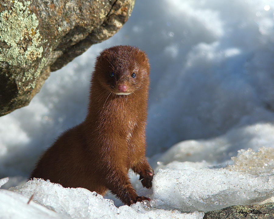 Adventurous Little Mink by Harry Moulton Adventurous Little Mink by Harry Moulton