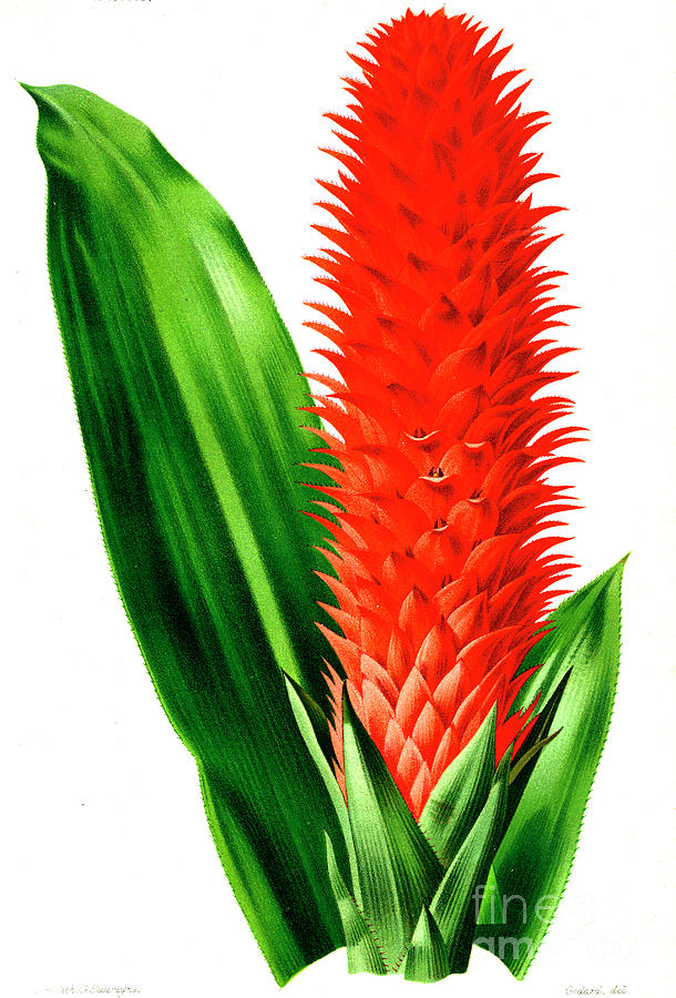 Aechmea Germinyana Photograph by Collection Abecasis/science Photo Library