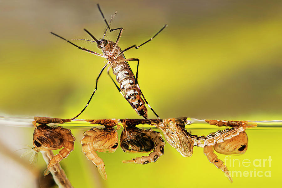 Aedes Aegypti Mosquito Photograph By Cdc Science Photo Library Fine