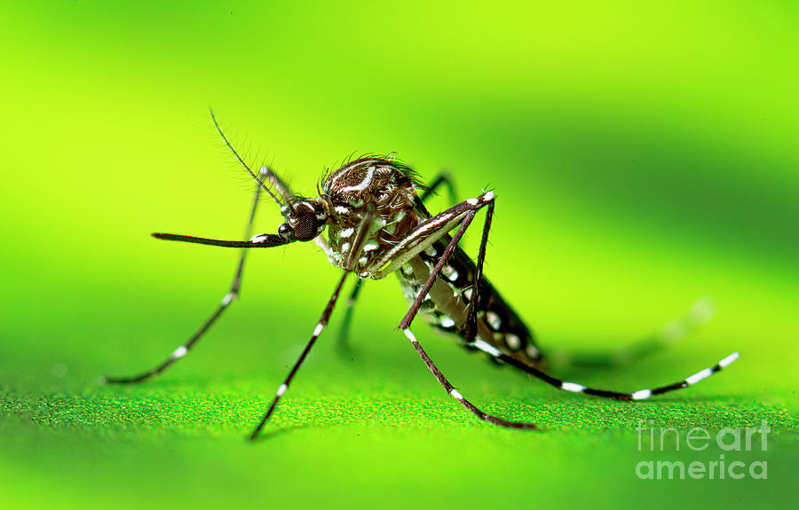 Aedes Aegypti Mosquito Resting Photograph by Science Photo Library - Pixels