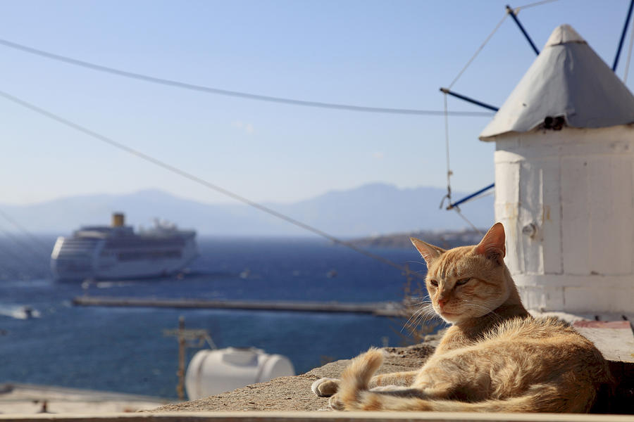 Aegean Islands, Cat And Windmill Digital Art by Davide Erbetta