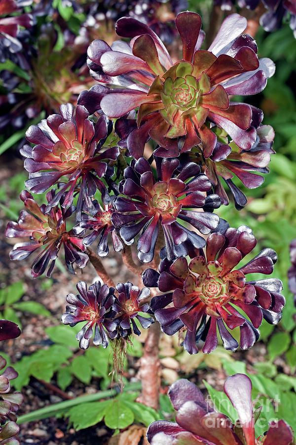 Aeonium Arboreum atropurpereum Photograph by Dr Keith Wheeler/science Photo Library
