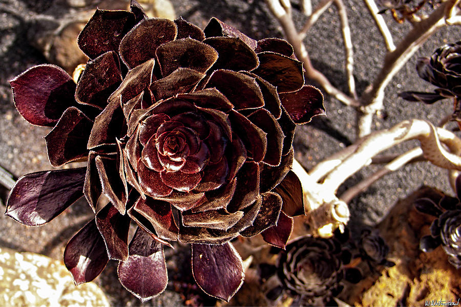 Aeonium Arboreum Atropurpureum Schwarzkopf Photograph by Weston Westmoreland