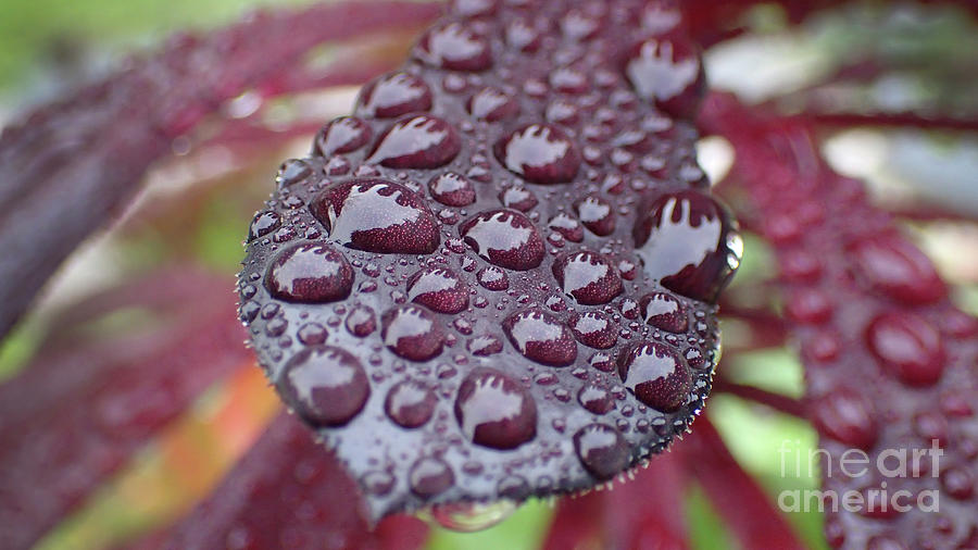 Aeonium Close up Raindrops 2 Photograph by David Zanzinger