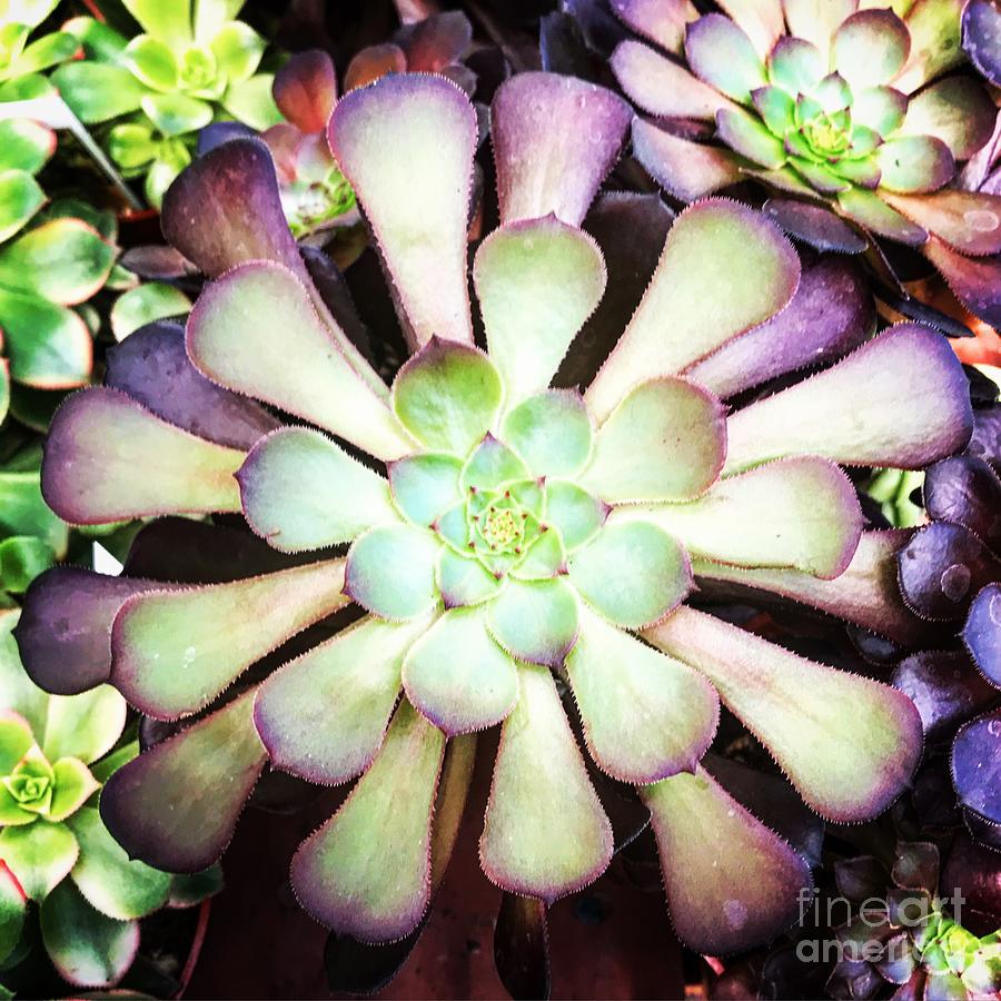 Aeonium  Photograph by HD Connelly