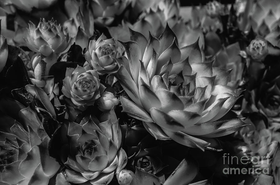 Aeoniums Black And White Photograph by Michelle Meenawong