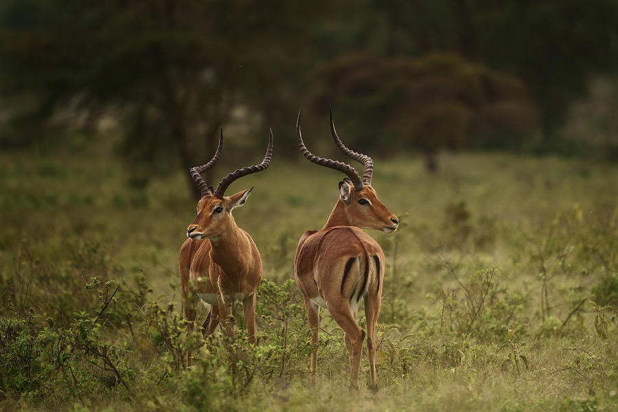 Nature Photograph - Aepyceros Melampus / Impalas A736457 by Joanaduenas