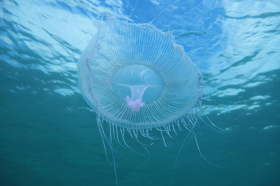 Aequeroea Jellyfish Under Ocean Surface Photograph By Daniel Poloha 