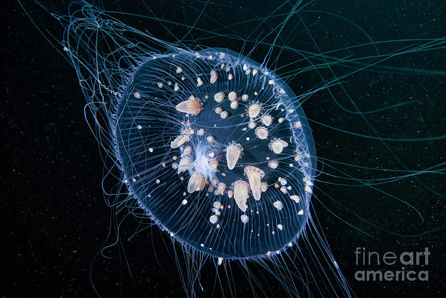 Nature Photograph - Aequorea Crystal Jellyfish With Parasitic Sea Anemones by Alexander Semenov/science Photo Library