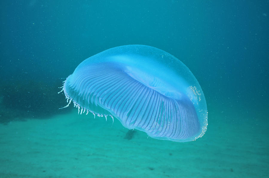 Aequorea Jellyfish With Purple Hue Photograph By Daniel Poloha 